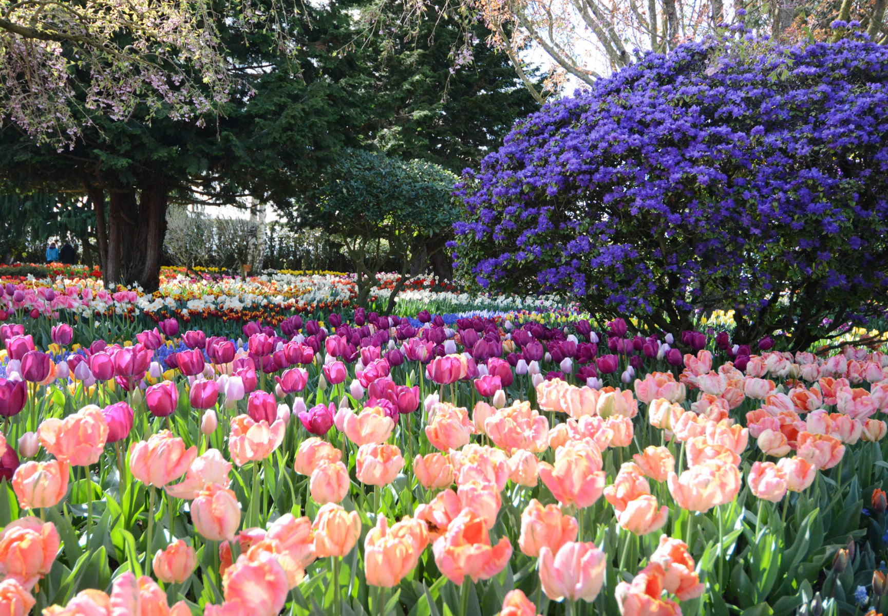 Roozengaarde Tulips